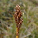 Simple Bog Sedge - Photo (c) Christian Berg, some rights reserved (CC BY), uploaded by Christian Berg