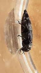 Coraebus rubi