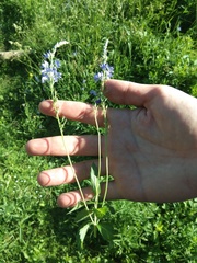 Veronica teucrium