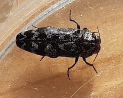 Coraebus rubi