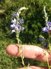 Veronica teucrium