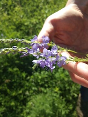 Veronica teucrium