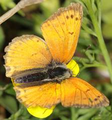 Lycaena ottomanus