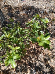 Quercus toumeyi