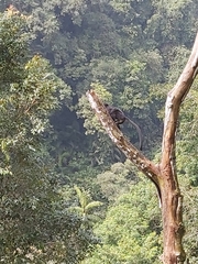 Trachypithecus mauritius