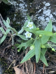 Moehringia macrophylla