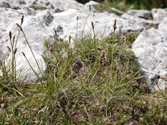 Carex simpliciuscula