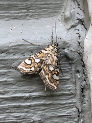Elophila ekthlipsis