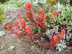 Castilleja affinis