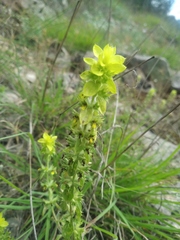 Sideritis montana montana