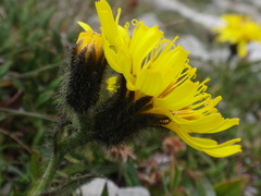 Crepis terglouensis