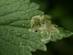 Amauromyza labiatarum