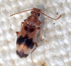 Notoxus calcaratus