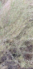 Lepidium ruderale