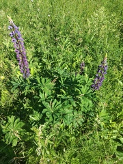 Lupinus polyphyllus