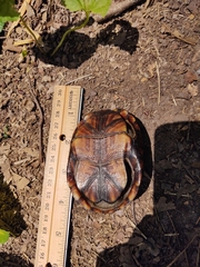 Kinosternon subrubrum