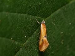 Batia lunaris