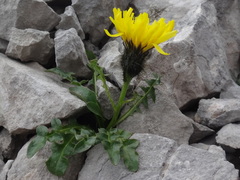 Crepis terglouensis
