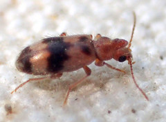 Notoxus calcaratus