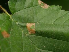 Phyllonorycter nicellii