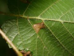Phyllonorycter nicellii
