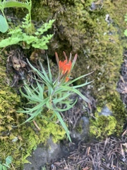 Castilleja rupicola