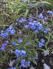 Myosotis asiatica