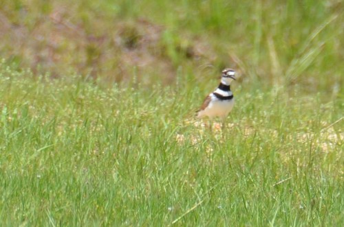 Killdeer