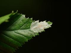 Phyllonorycter esperella