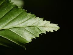 Phyllonorycter esperella