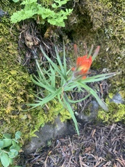Castilleja rupicola