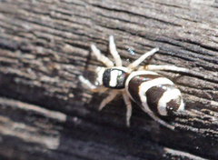 Salticus austinensis