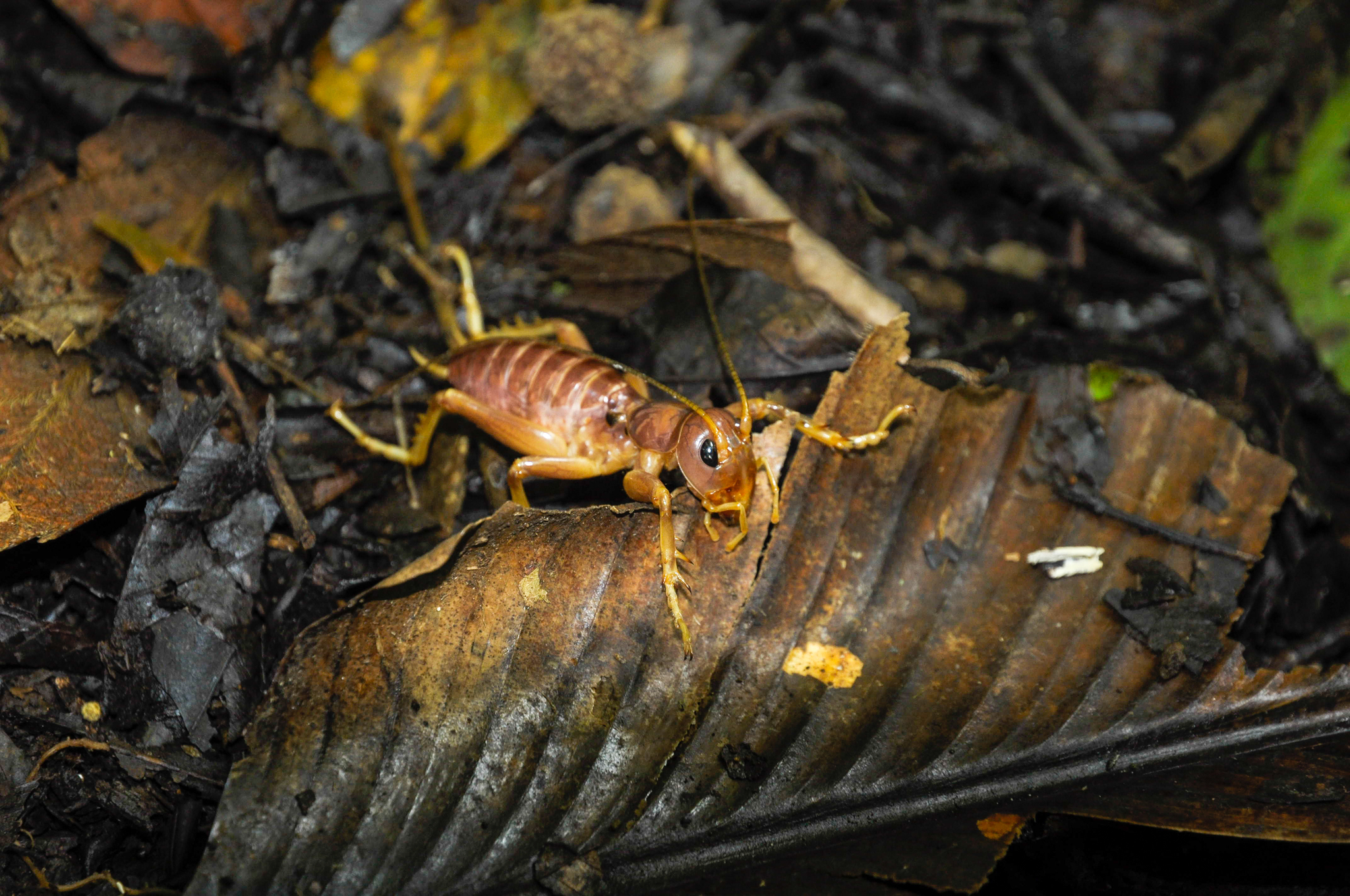 オバケコロギス樹脂標本　sia ferox オバケコロギス (Sia ferox) · iNaturalist