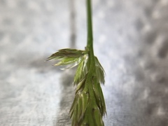Cynosurus cristatus