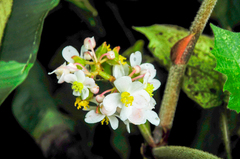 Begonia multangula