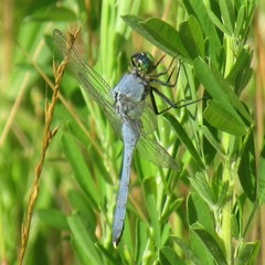 Erythemis simplicicollis