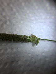 Cynosurus cristatus