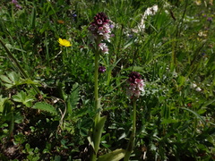 Neotinea ustulata ustulata