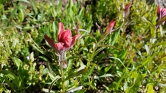 Castilleja rhexiifolia