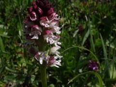 Neotinea ustulata ustulata