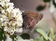 Callophrys spinetorum