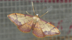 Idaea ostrinaria