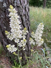 Melanthieae