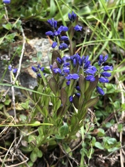 Polygala alpestris