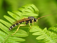 Metopius dentatus