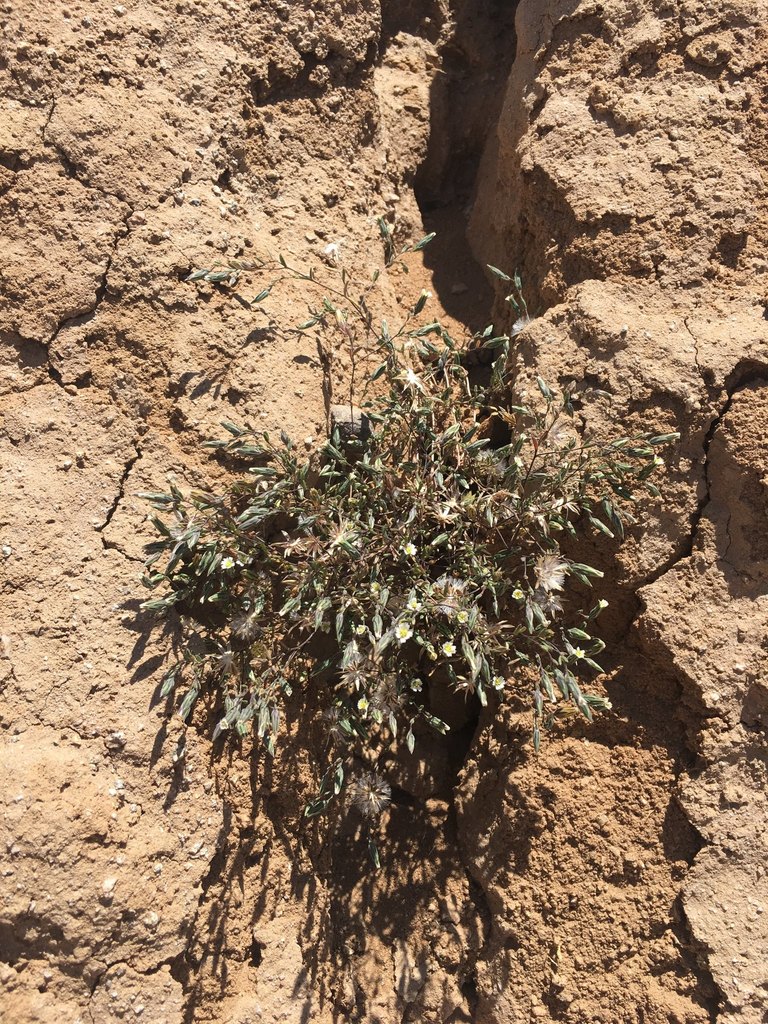 Chaetanthera depauperata