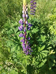 Lupinus polyphyllus