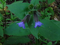 Pulmonaria kerneri