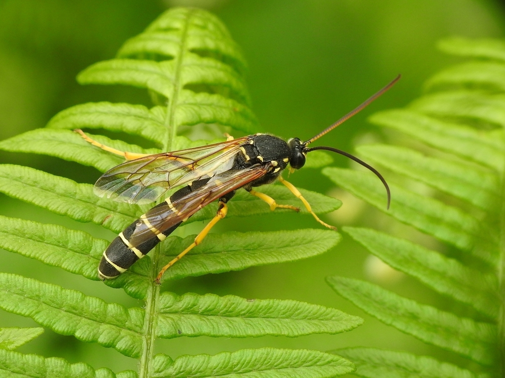 Metopius dentatus