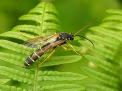 Metopius dentatus